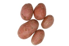 BALTIC AGRO Seed Potato 'Red Lady' 2,5 kg 2,5kg