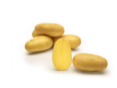 BALTIC AGRO Seed Potato 'Sunshine' 25 kg 25kg