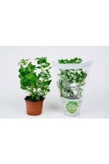 DELIVERDE Oregano potis 1pcs