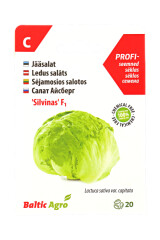 BALTIC AGRO Iceberg Lettuce Seeds 'Silvinas' F1 20 seeds 1pcs