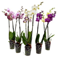 NO BRAND ORHIDEJA PHALAENOPSIS 1-ZARA, P12 1pcs