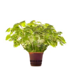HANSA HERBS SIDRUNMELISS POTIS 1pcs