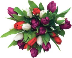 NURMIKO Tulbid 1pcs