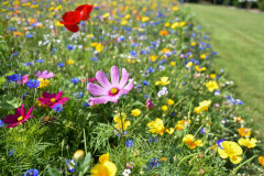 BALTIC AGRO Flowermat "Paradise of Colors" 1pcs