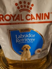 ROYAL CANIN Labrador Retriever juunior 3kg