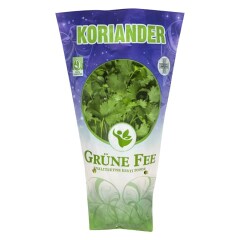 GRÜNE FEE Coriander in a pot 1pcs