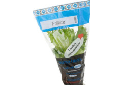 HANSA HERBS Salat frillice potis 1pcs